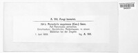 Ramularia aequivoca image